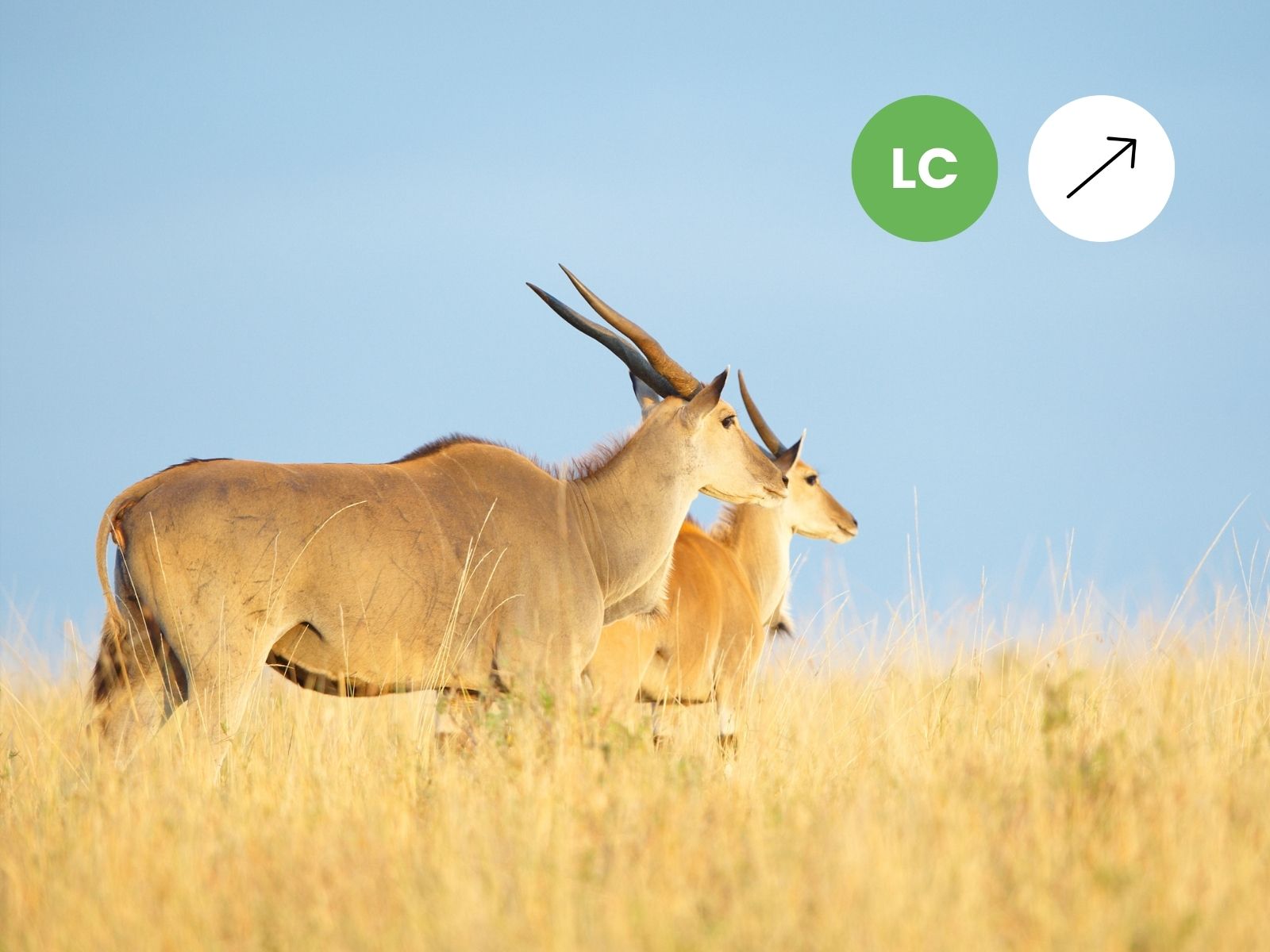 Eland