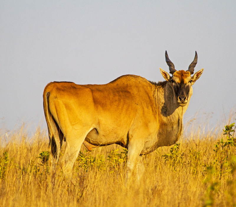 Bushveld elephant shrews Elephantulus intufi occur on Kalahari sands