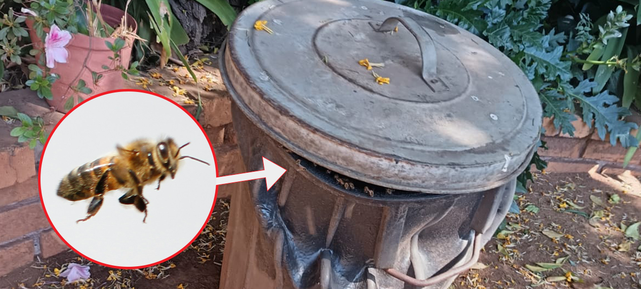 beehive settling inside garden compost bin