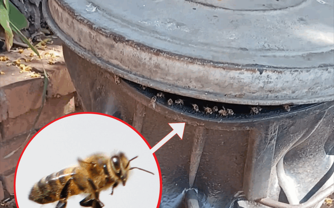 The Buzz on Bees: Why These Pollinators Are Crucial to Our Ecosystem