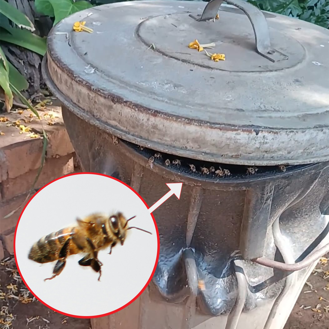 The Buzz on Bees: Why These Pollinators Are Crucial to Our Ecosystem