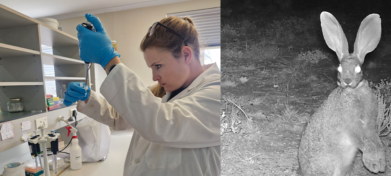 Researchers analysing genetic data from Riverine Rabbit DNA samples and Riverine Rabbit in its Karoo habitat at dusk