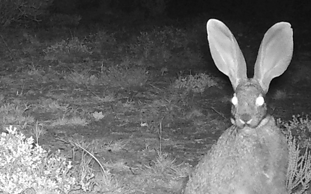 Population genetics using faecal samples provides insights for conservation of the Critically Endangered Riverine Rabbit