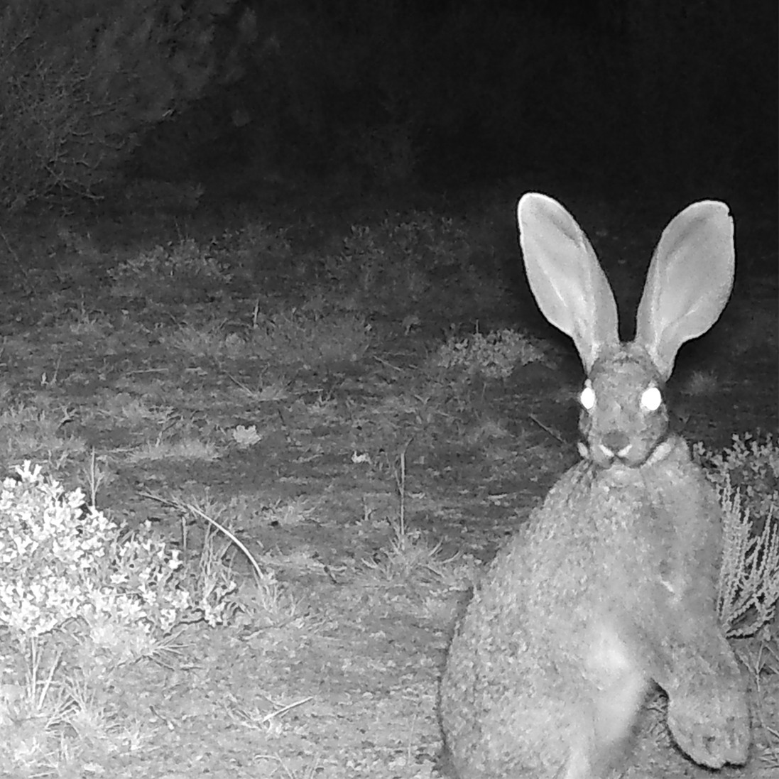 Population genetics using faecal samples provides insights for conservation of the Critically Endangered Riverine Rabbit