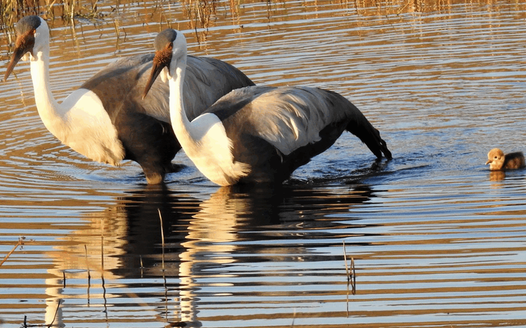 Turning around the threat of extinction, one species at a time