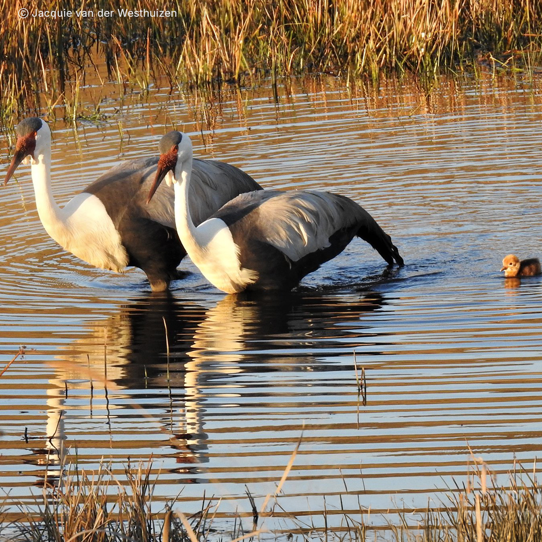Turning around the threat of extinction, one species at a time