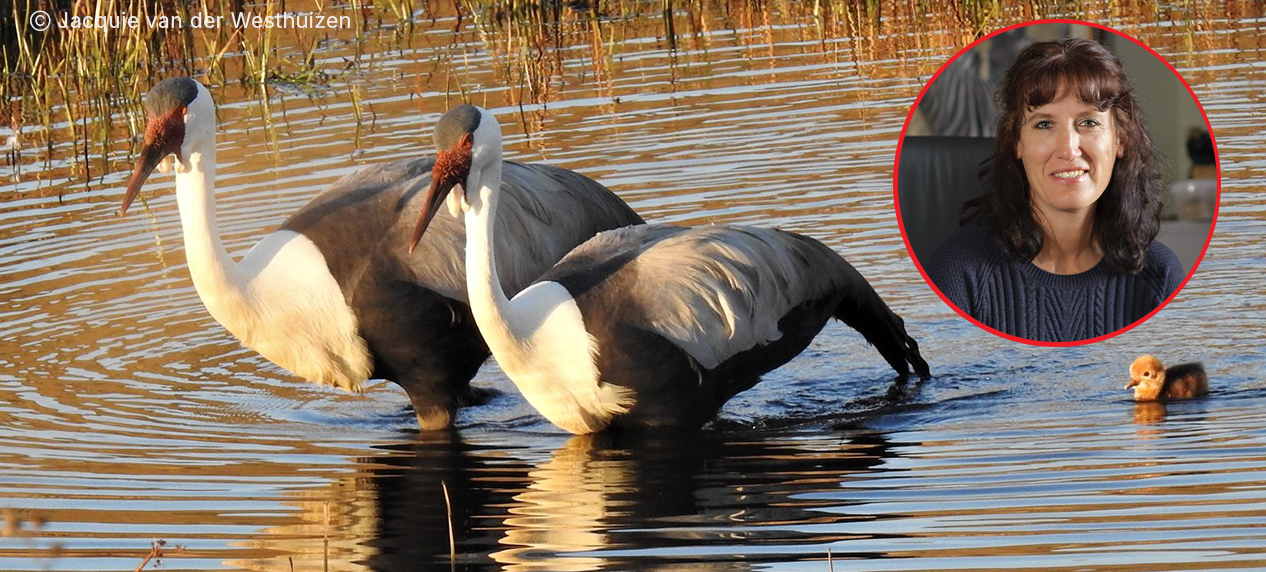 EWT field team monitoring endangered species (Wattled Cranes) in South African wetlands