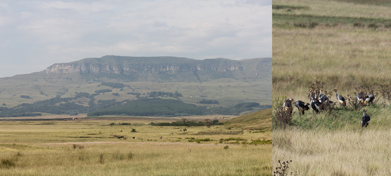 Wetland restoration project site representing biodiversity offset success in South Africa