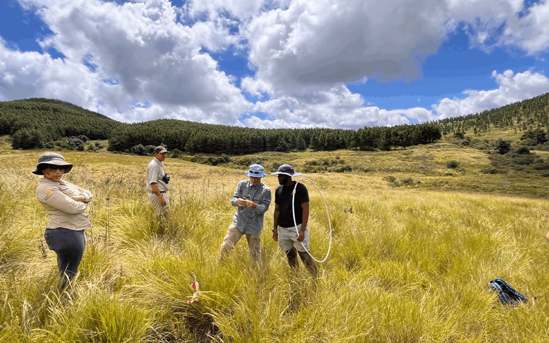 Beyond compliance: rethinking biodiversity offsets as catalysts for conservation