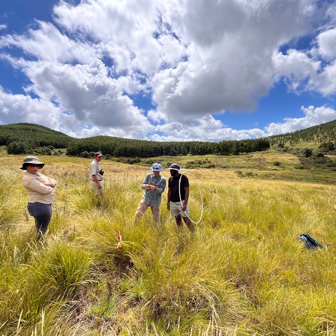 Beyond compliance: rethinking biodiversity offsets as catalysts for conservation