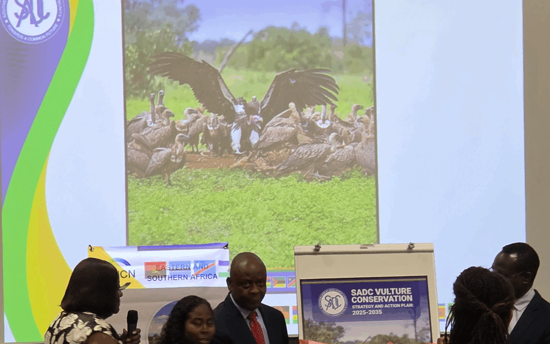 Launch of the SADC Vulture Conservation Strategy & Action Plan (2025-2035): A Regional Breakthrough for Scavenger Birds