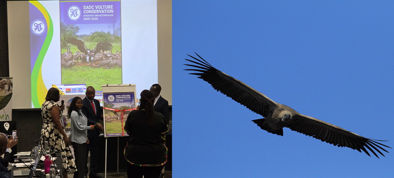 Cape Vulture soaring above cliffs in southern Africa, symbolising regional conservation success | Delegates at the launch of the SADC Vulture Conservation Strategy 2025–2035