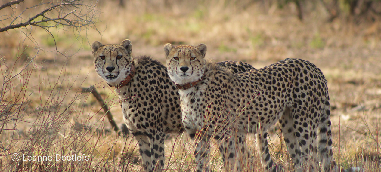 Cheetah mother with cubs on open grassland