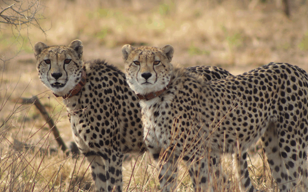 Timing is everything – how cheetahs outsmart the seasons