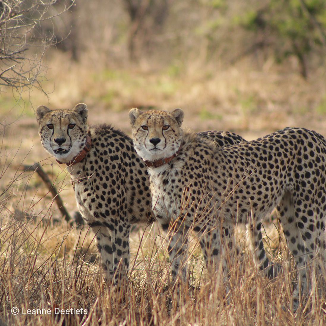 Timing is everything – how cheetahs outsmart the seasons