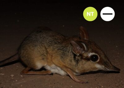 Protected: Four-toed Sengi