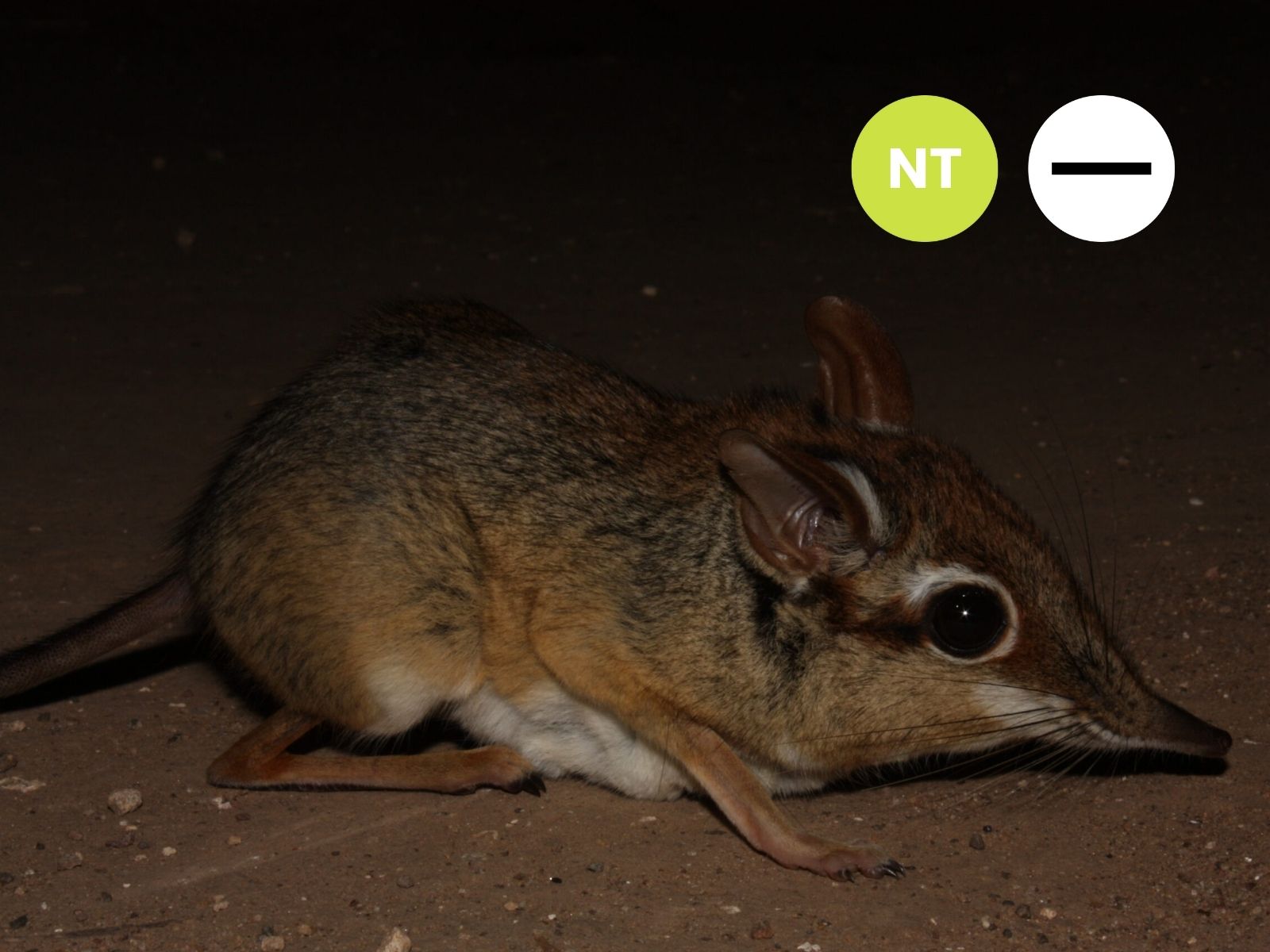 Protected: Four-toed Sengi