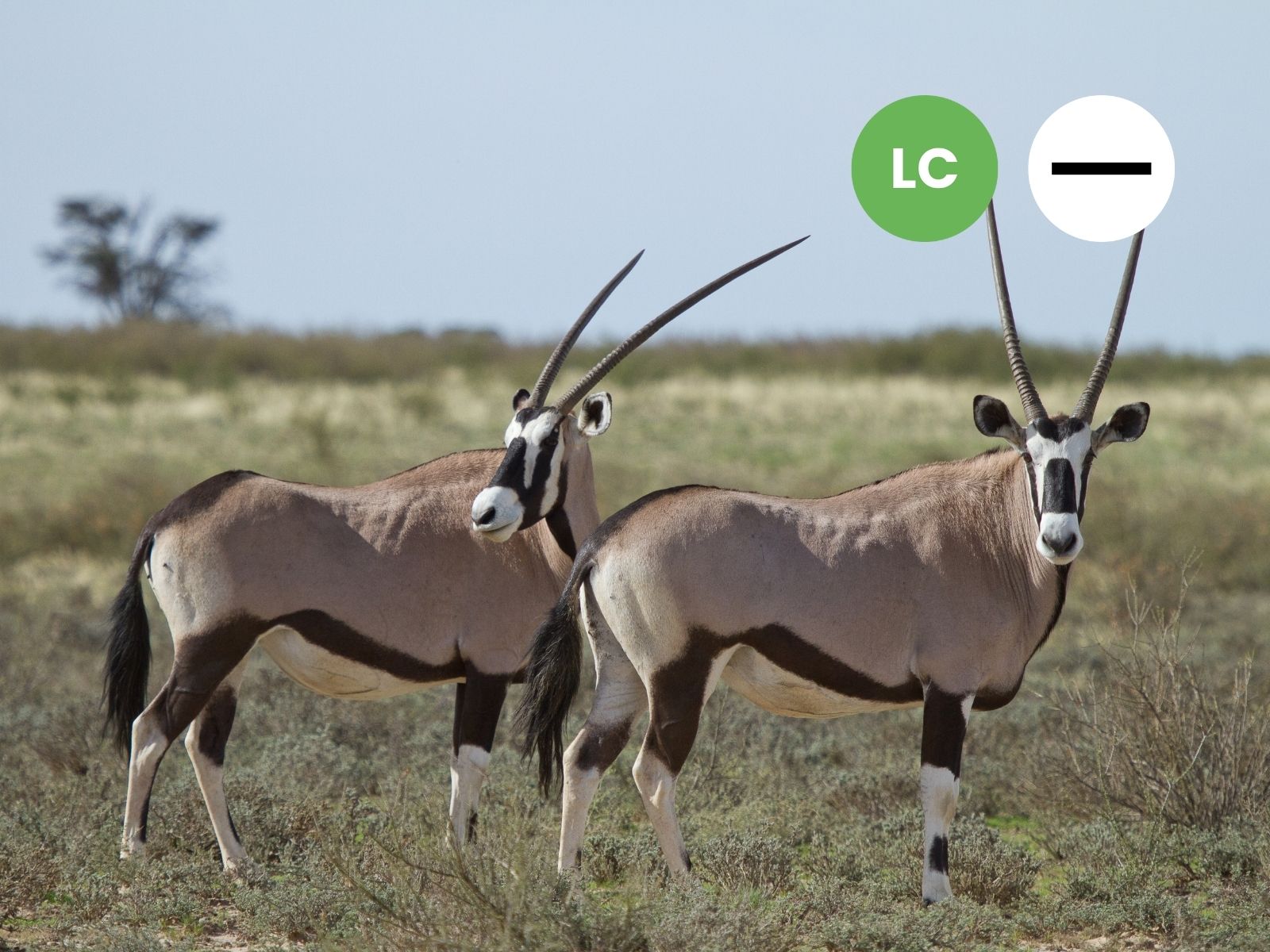 Gemsbok