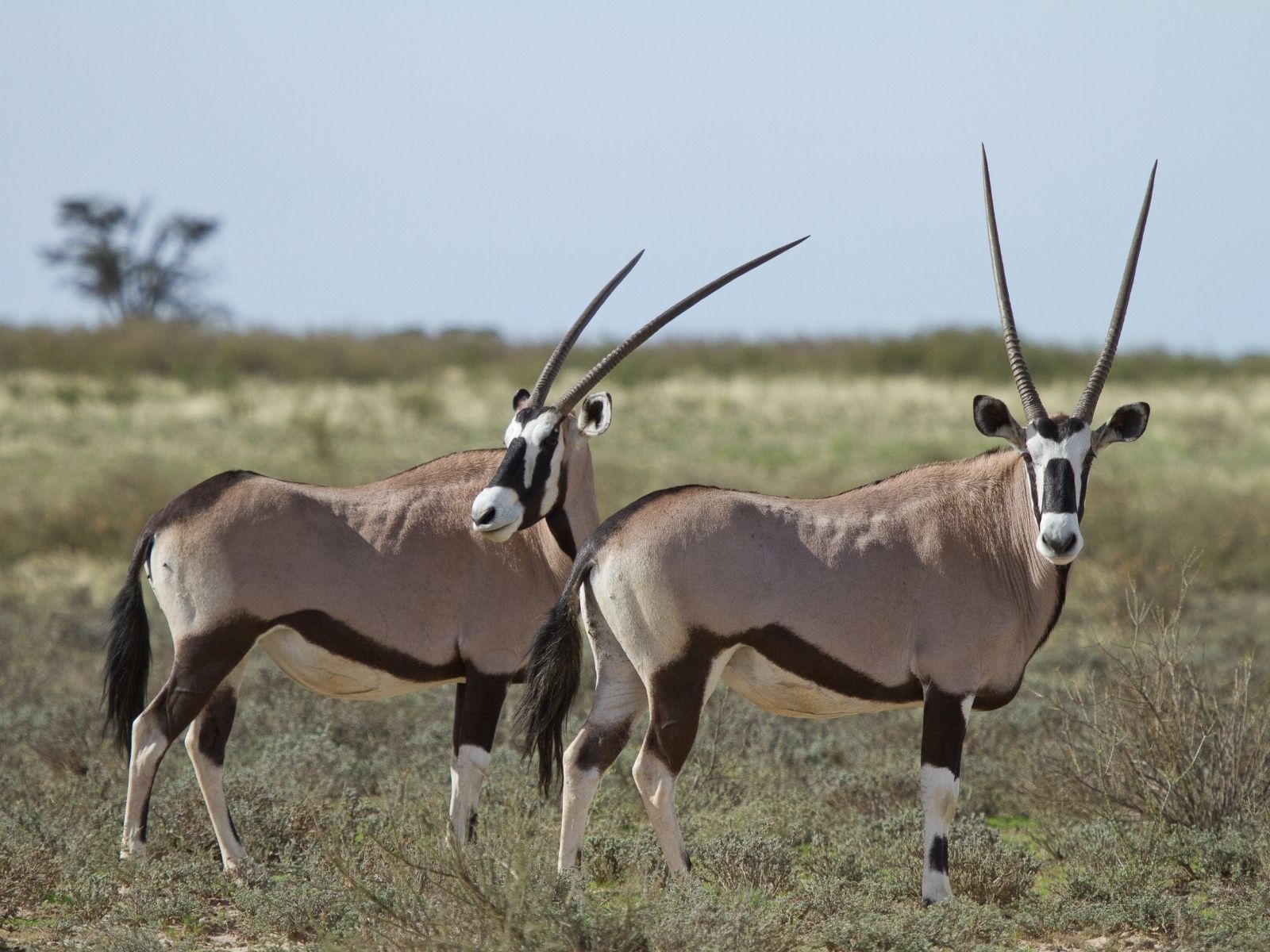 Bushveld elephant shrews Elephantulus intufi occur on Kalahari sands