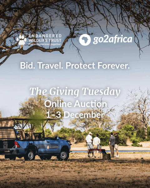 Cheetah in the wild — supported by legacy gifts and bequests to the Endangered Wildlife Trust during Wills Week South Africa.