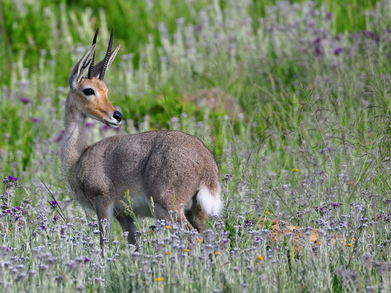 Bushveld elephant shrews Elephantulus intufi occur on Kalahari sands