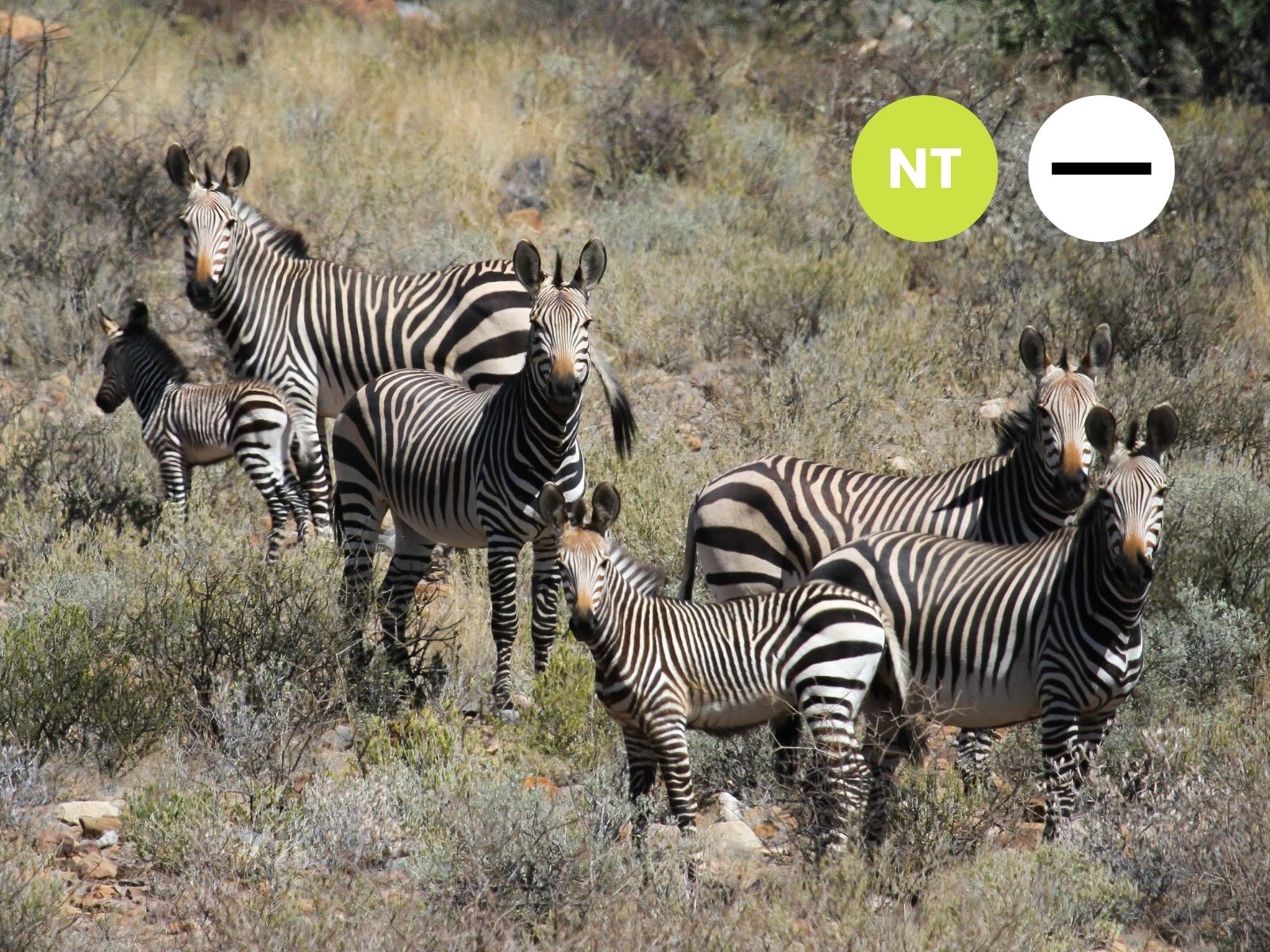 Hartmann’s Mountain Zebra