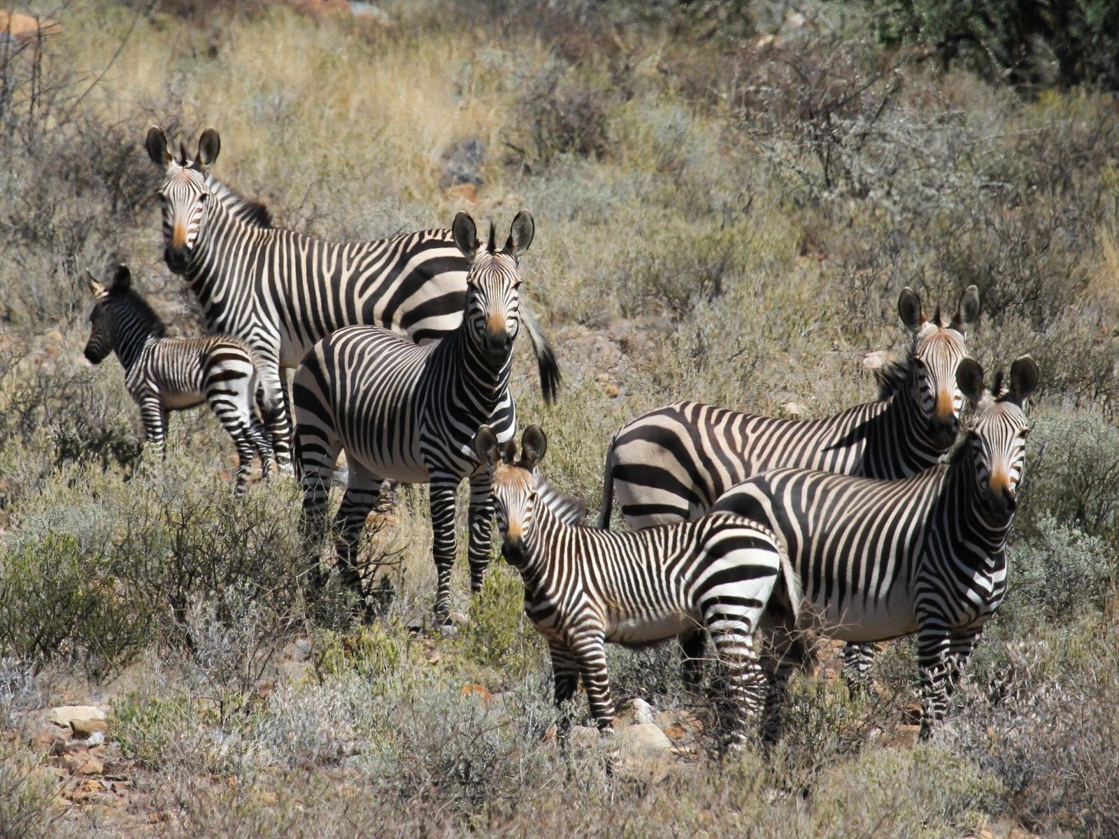 Hartmann's Mountain Zebra