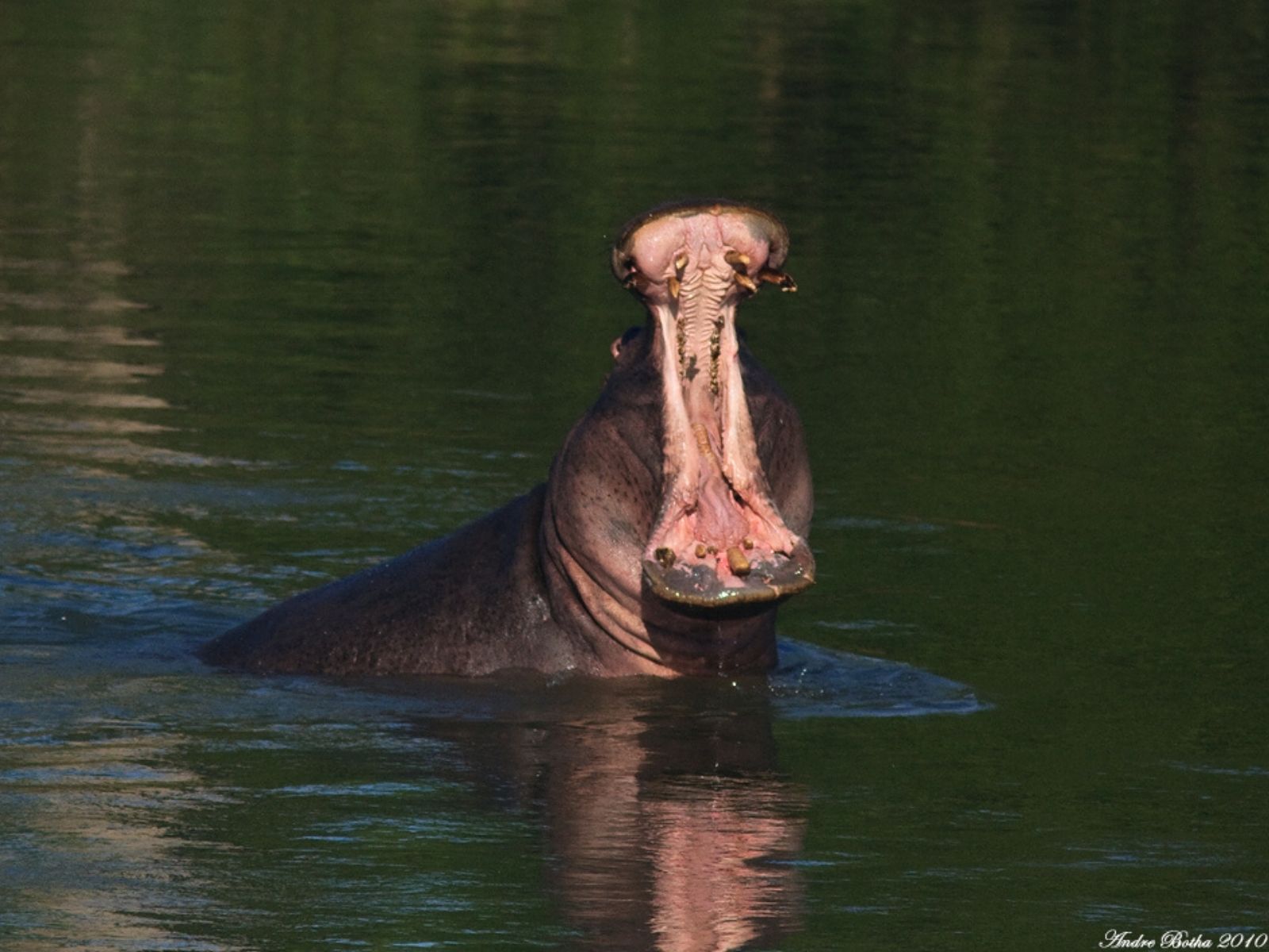 Bushveld elephant shrews Elephantulus intufi occur on Kalahari sands