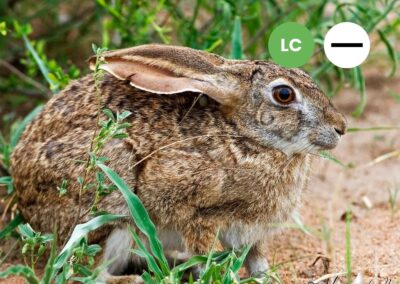 Protected: Cape Scrub Hare