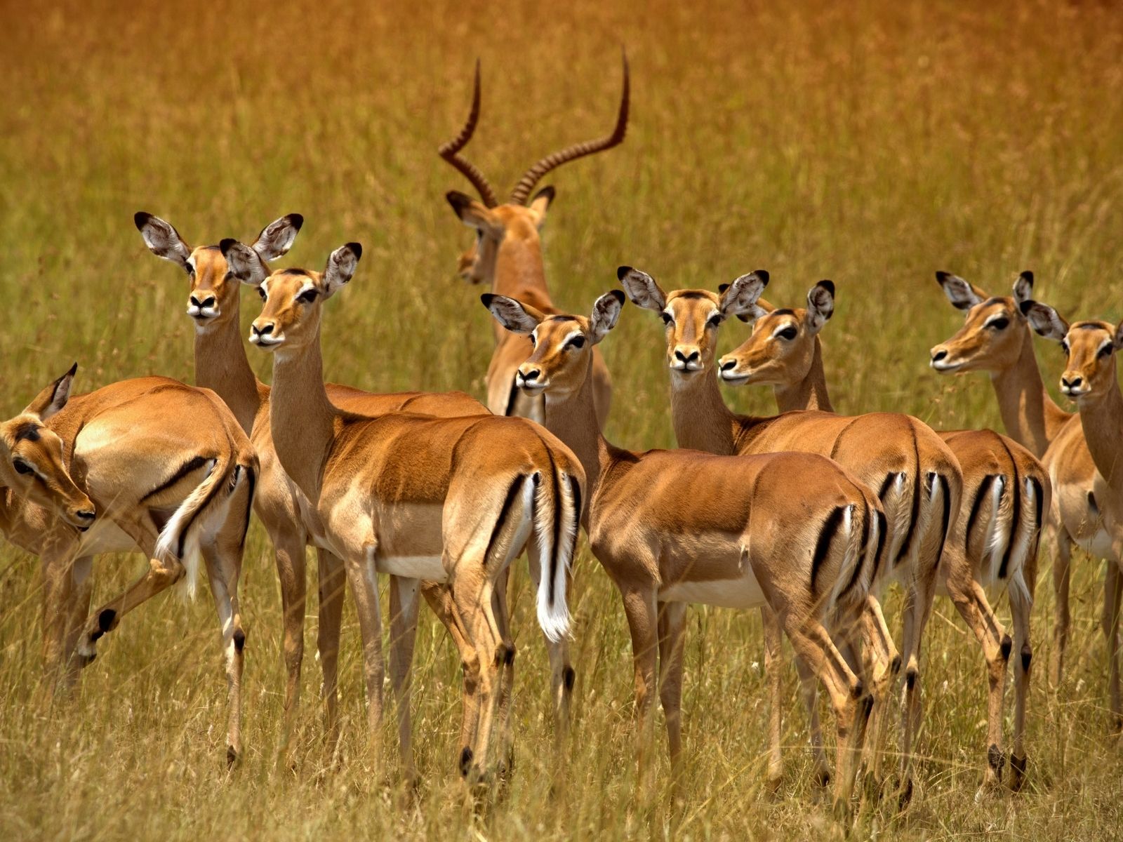 Bushveld elephant shrews Elephantulus intufi occur on Kalahari sands