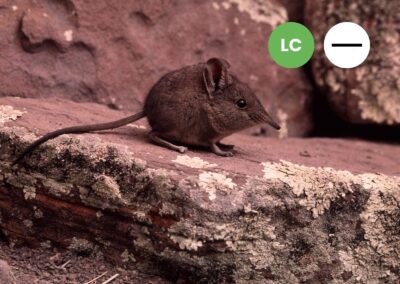 Protected: Karoo Rock Sengi