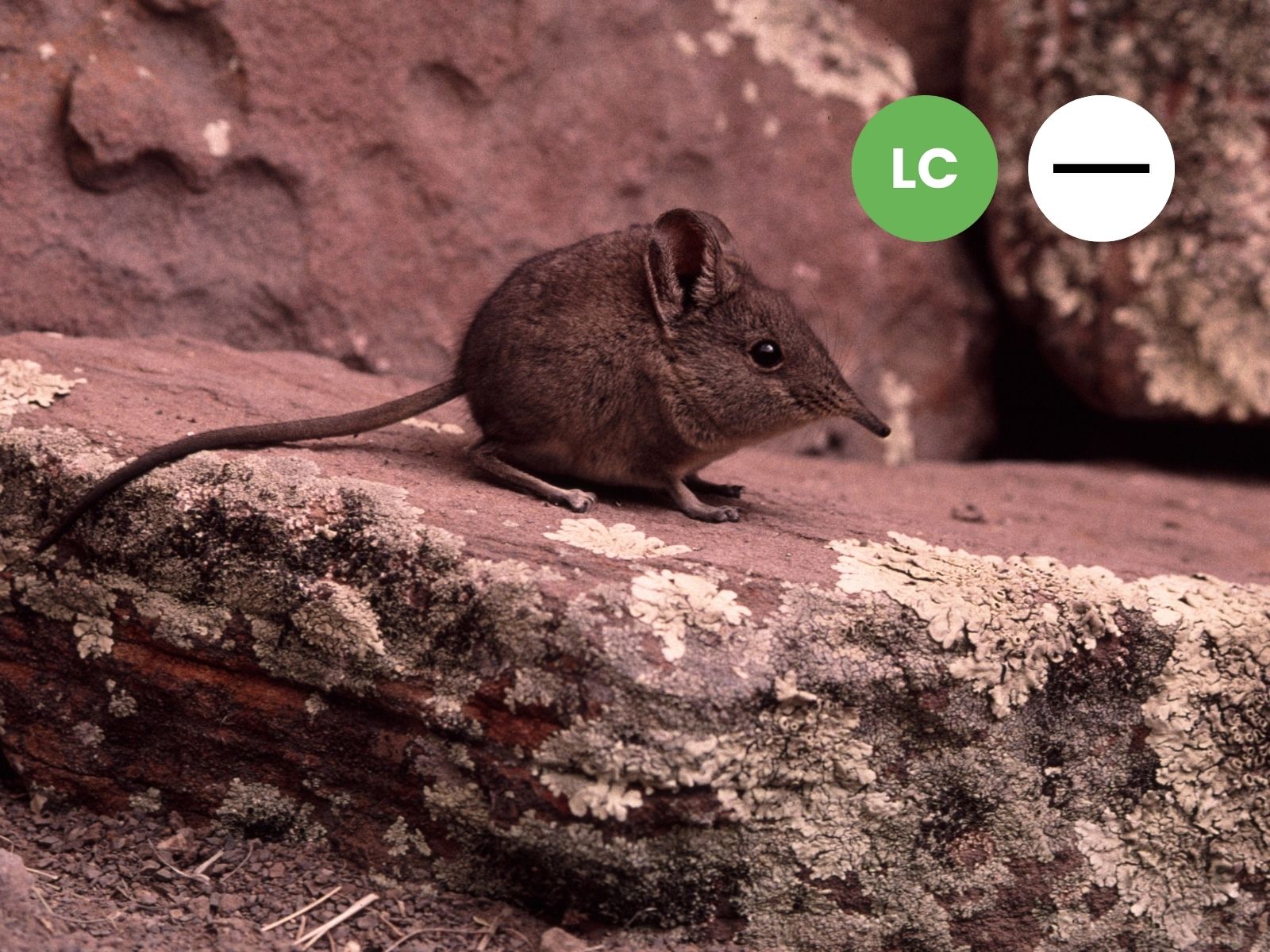 Protected: Karoo Rock Sengi