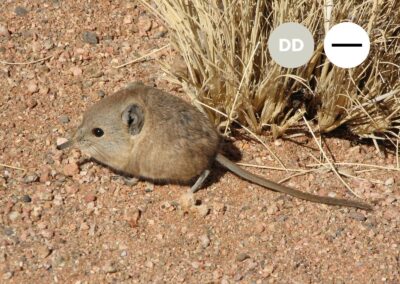 Protected: Karoo Round-eared Sengi