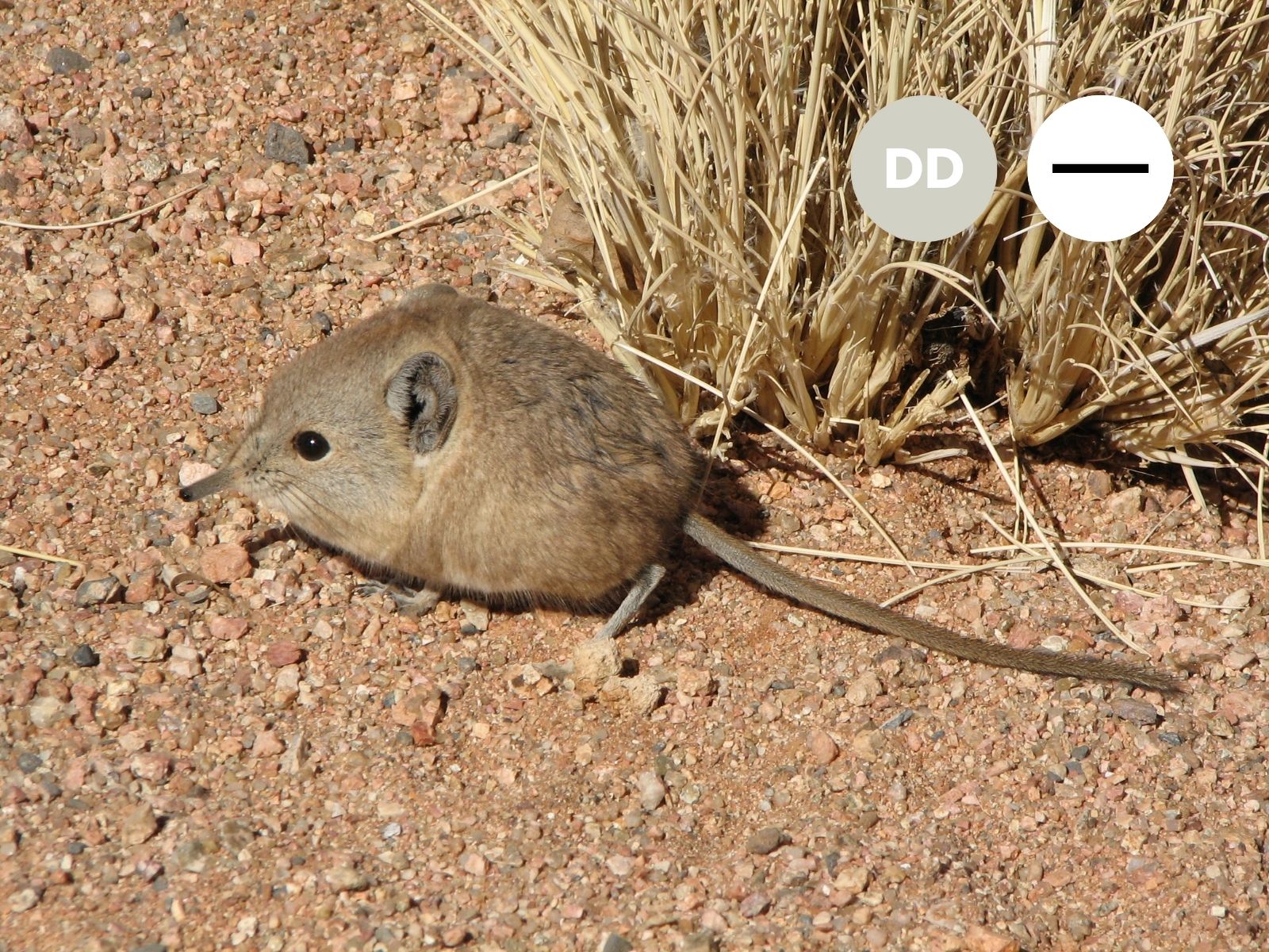 Protected: Karoo Round-eared Sengi