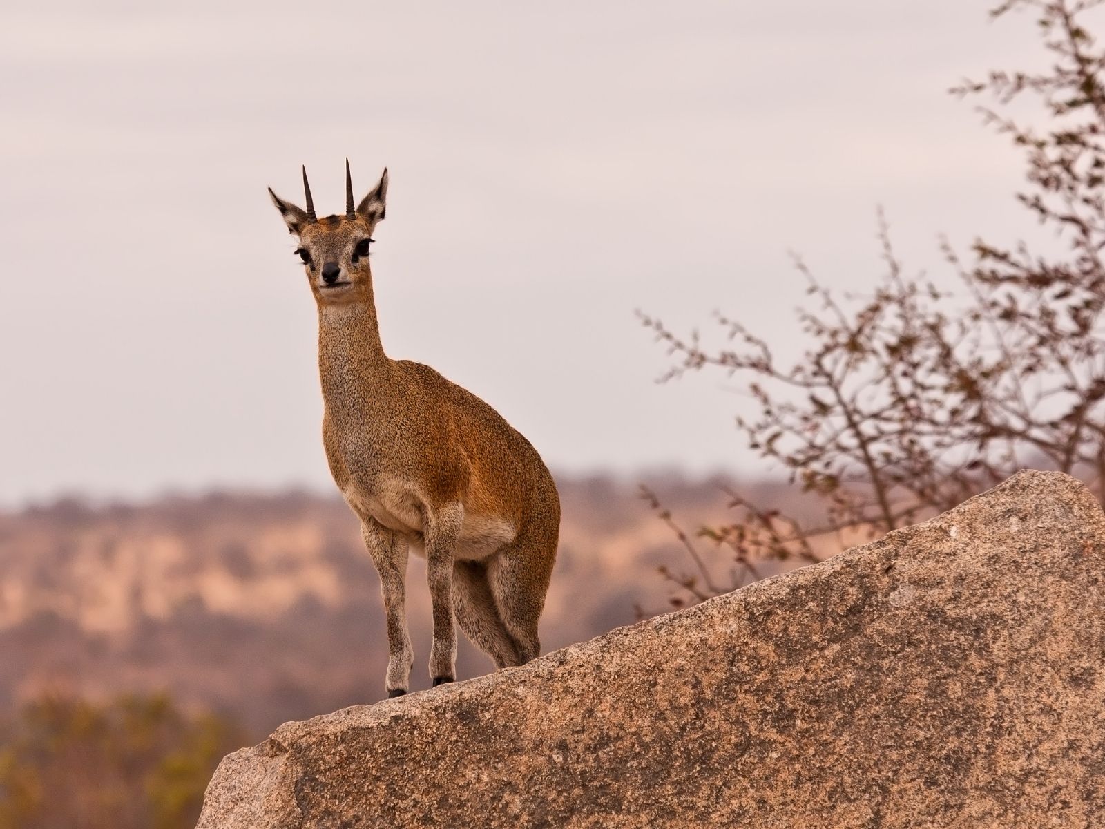 Bushveld elephant shrews Elephantulus intufi occur on Kalahari sands