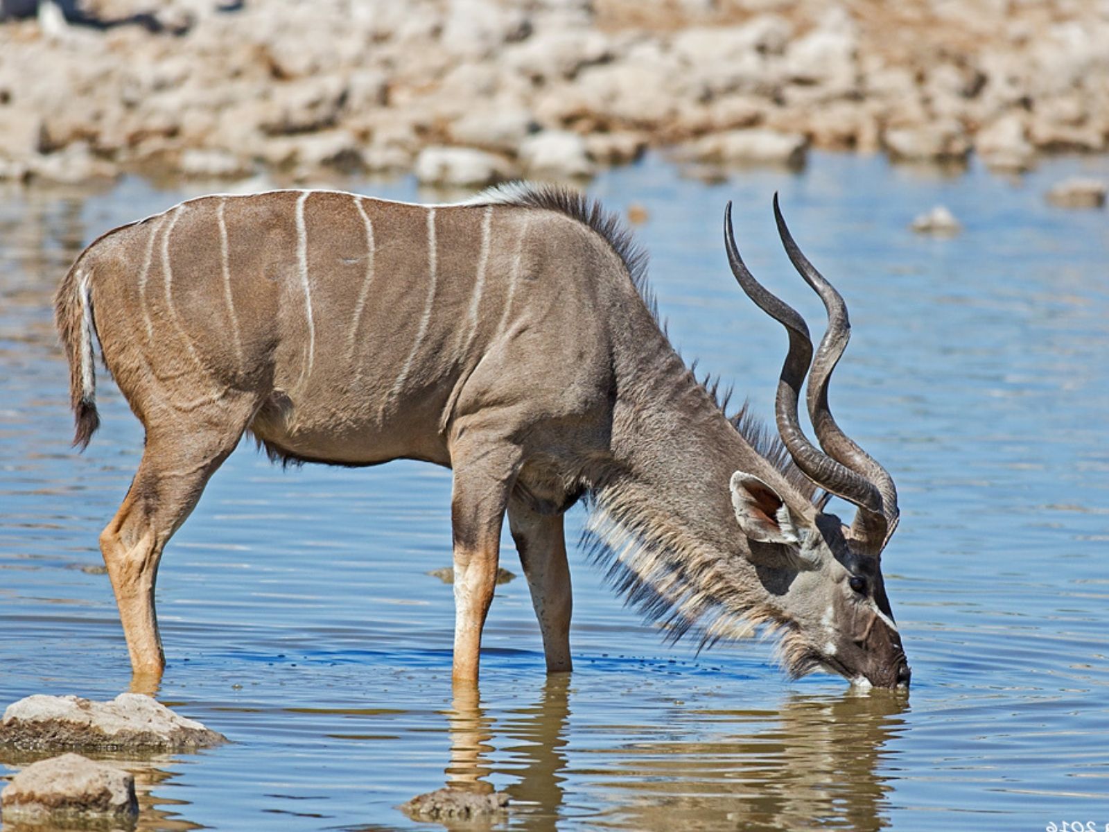 Bushveld elephant shrews Elephantulus intufi occur on Kalahari sands