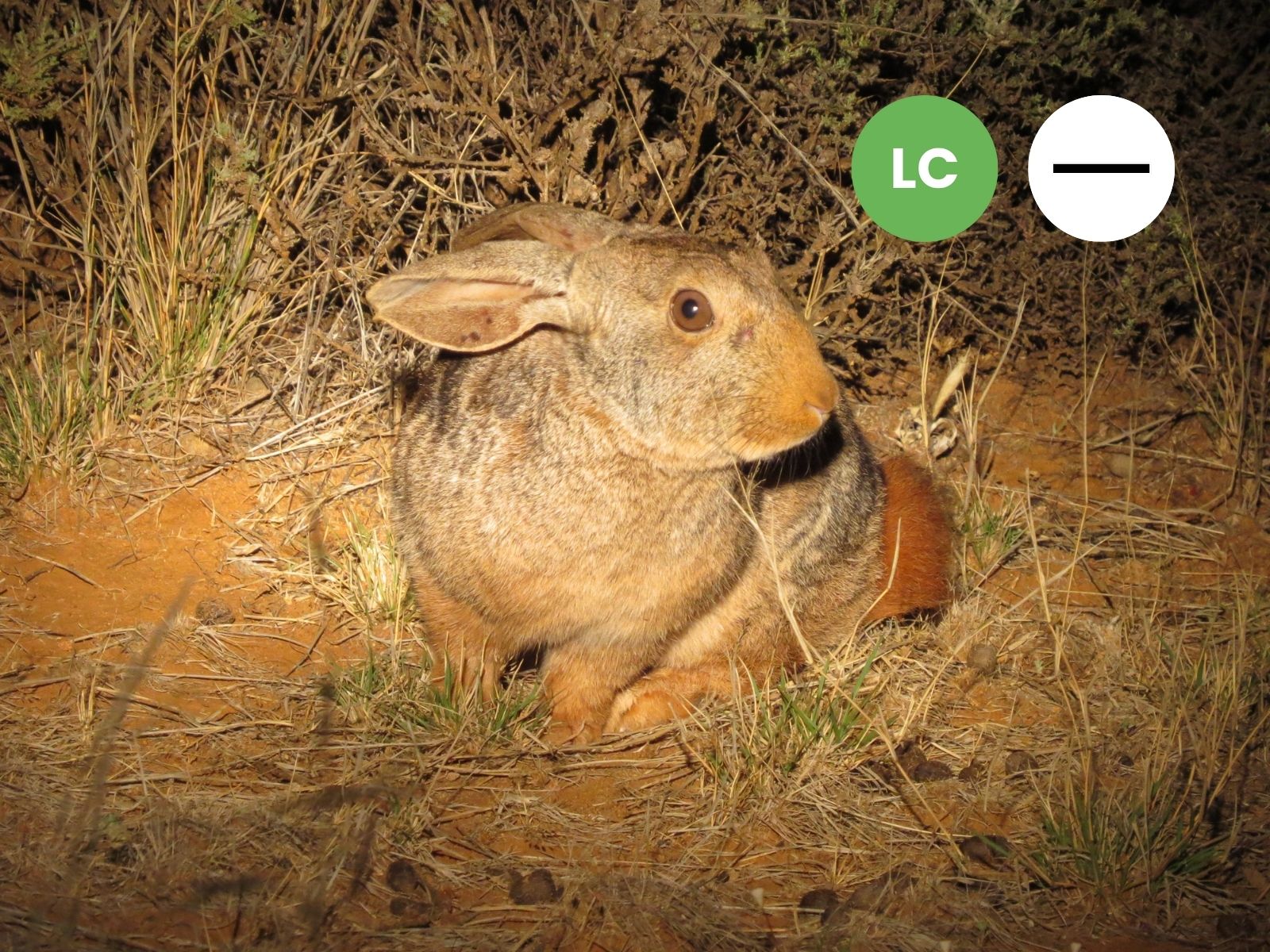 Protected: Cape Hare