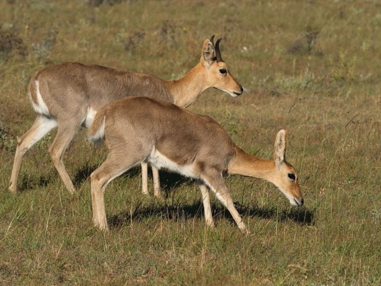Bushveld elephant shrews Elephantulus intufi occur on Kalahari sands