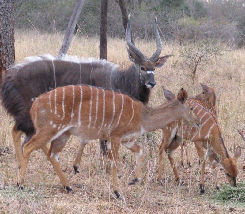 Bushveld elephant shrews Elephantulus intufi occur on Kalahari sands
