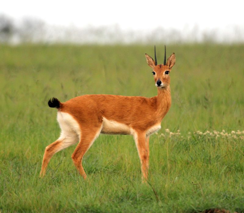 Bushveld elephant shrews Elephantulus intufi occur on Kalahari sands