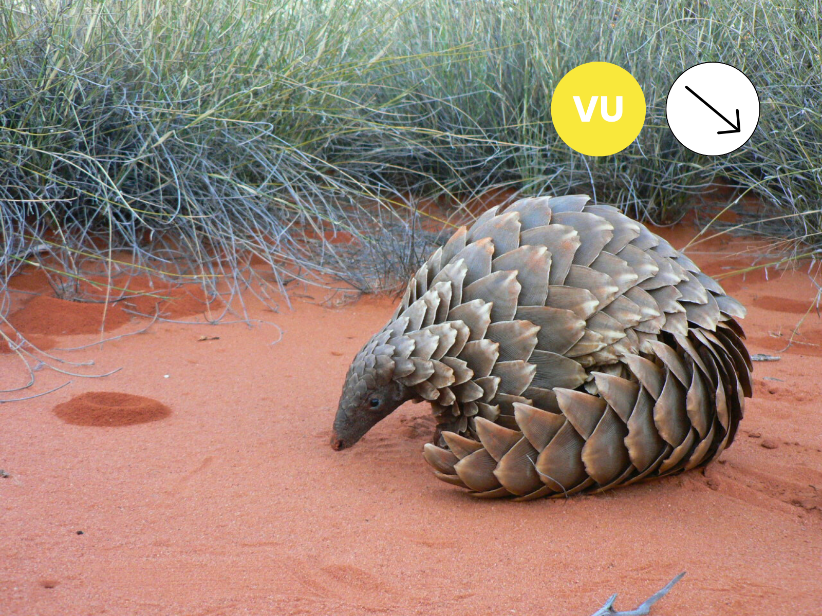 Pangolin