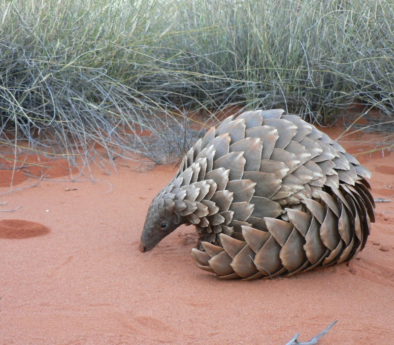 Pangolin