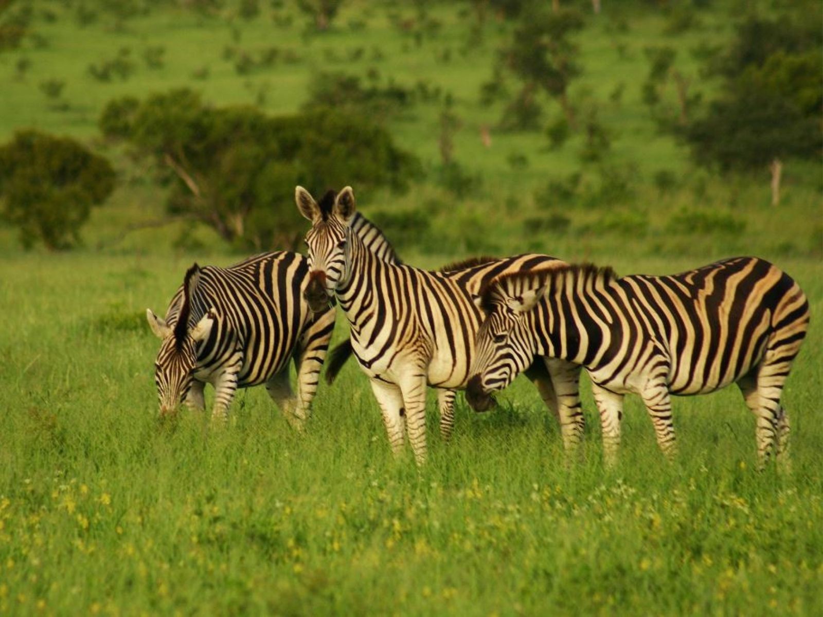 Bushveld elephant shrews Elephantulus intufi occur on Kalahari sands