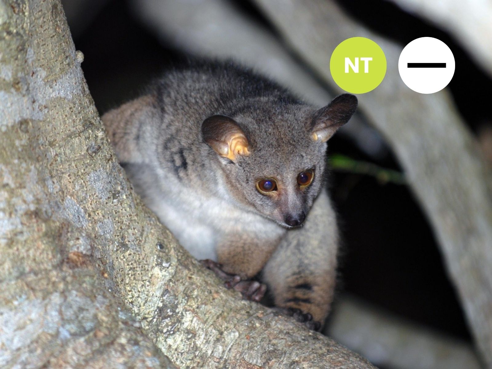 Thick-tailed Bushbaby
