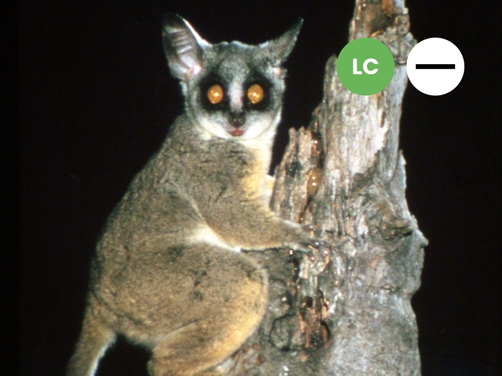 Southern Lesser Galago