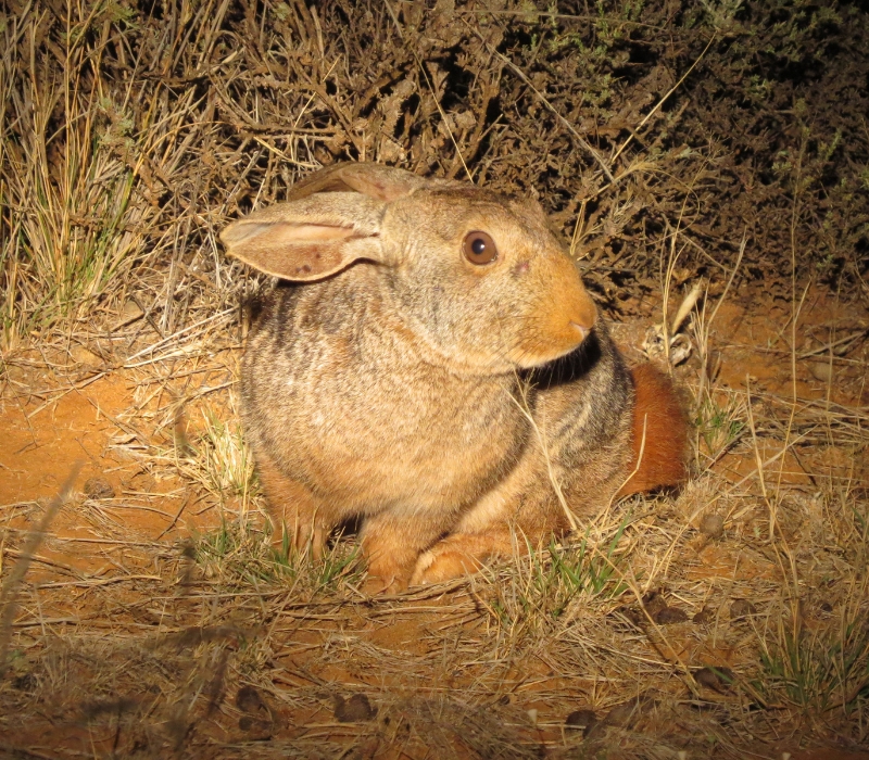Pronolagus rupestris 1_Beryl Wilson
