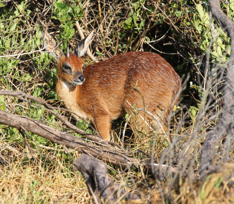 Bushveld elephant shrews Elephantulus intufi occur on Kalahari sands