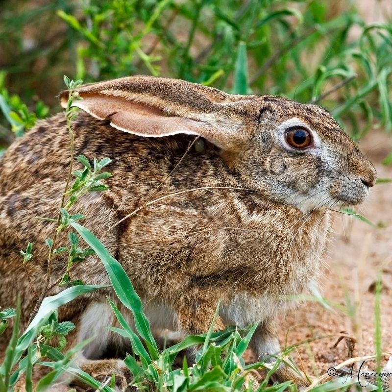 Bushveld elephant shrews Elephantulus intufi occur on Kalahari sands