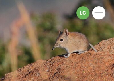 Protected: Short-snouted Sengi