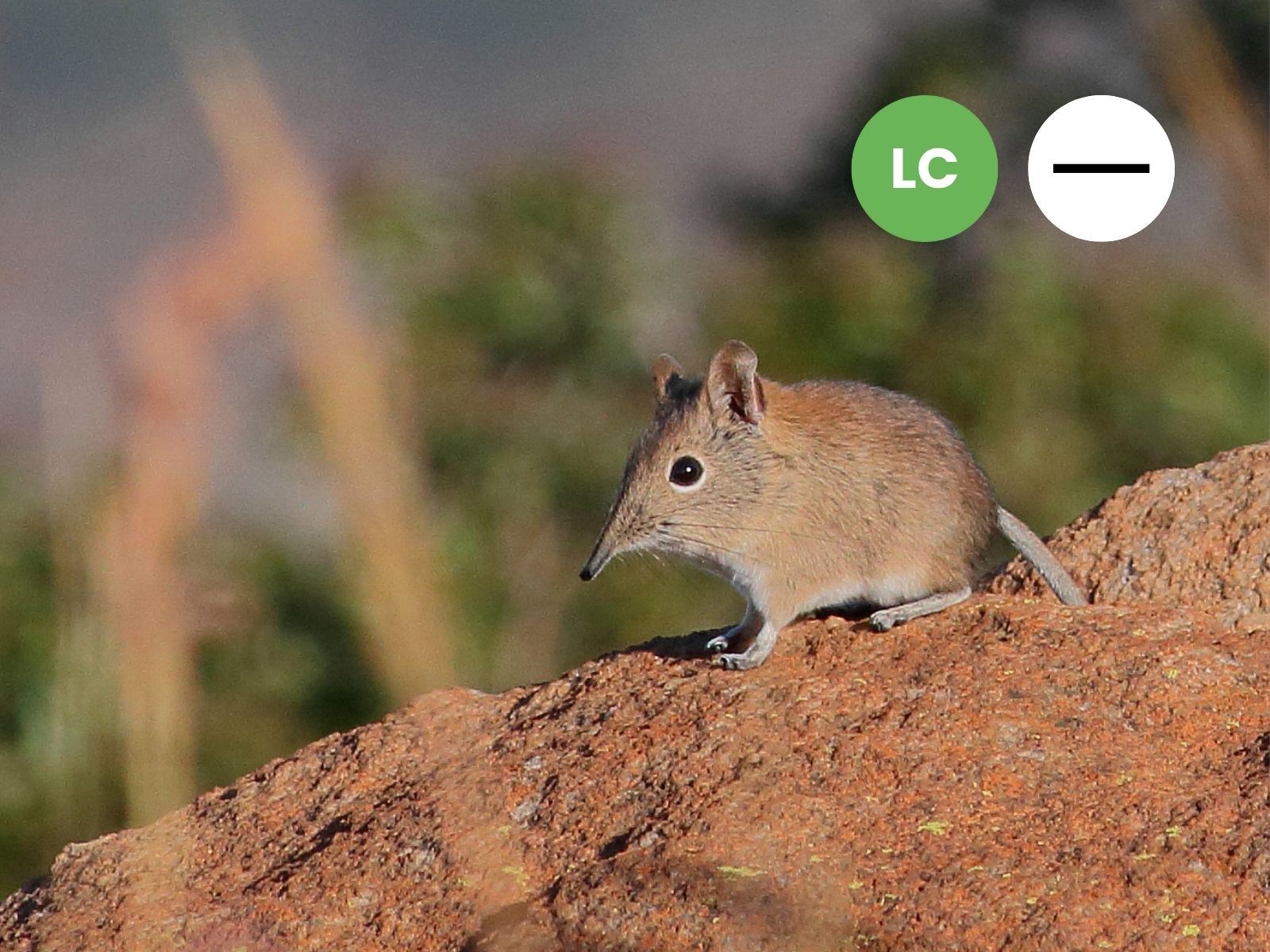 Protected: Short-snouted Sengi